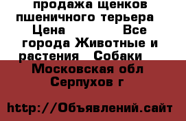 продажа щенков пшеничного терьера › Цена ­ 35 000 - Все города Животные и растения » Собаки   . Московская обл.,Серпухов г.